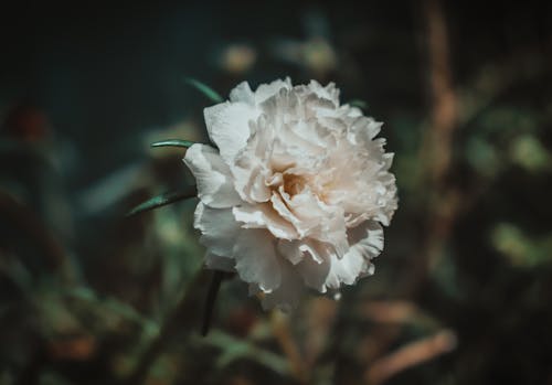 A Close-up Shot of a Damask Rose