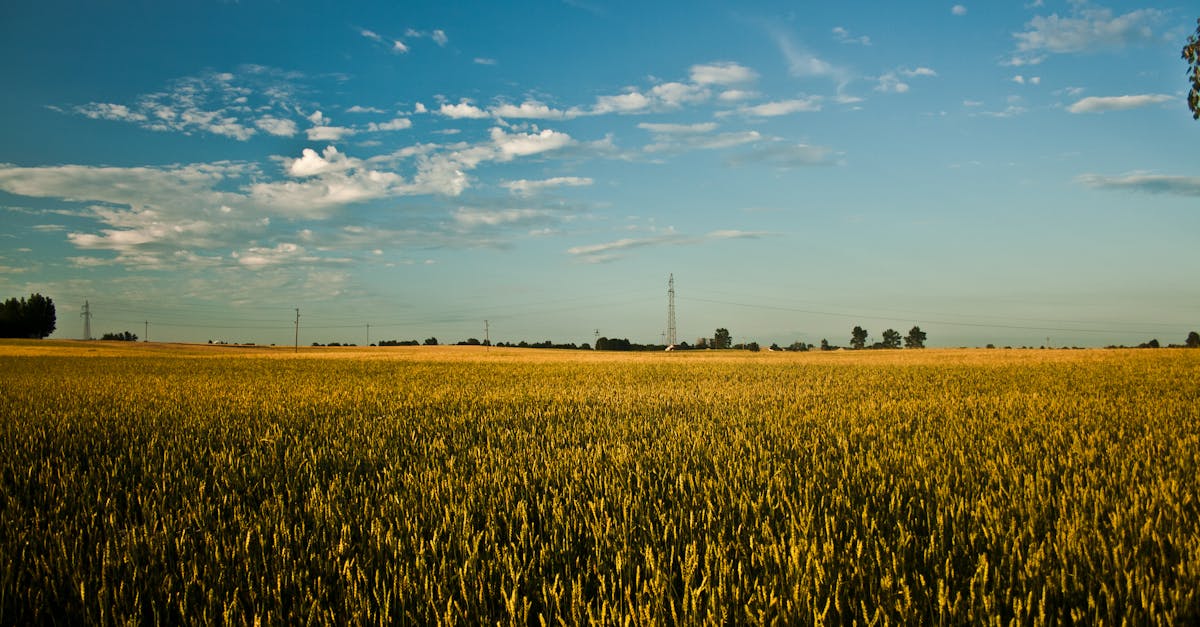 Big field of grain