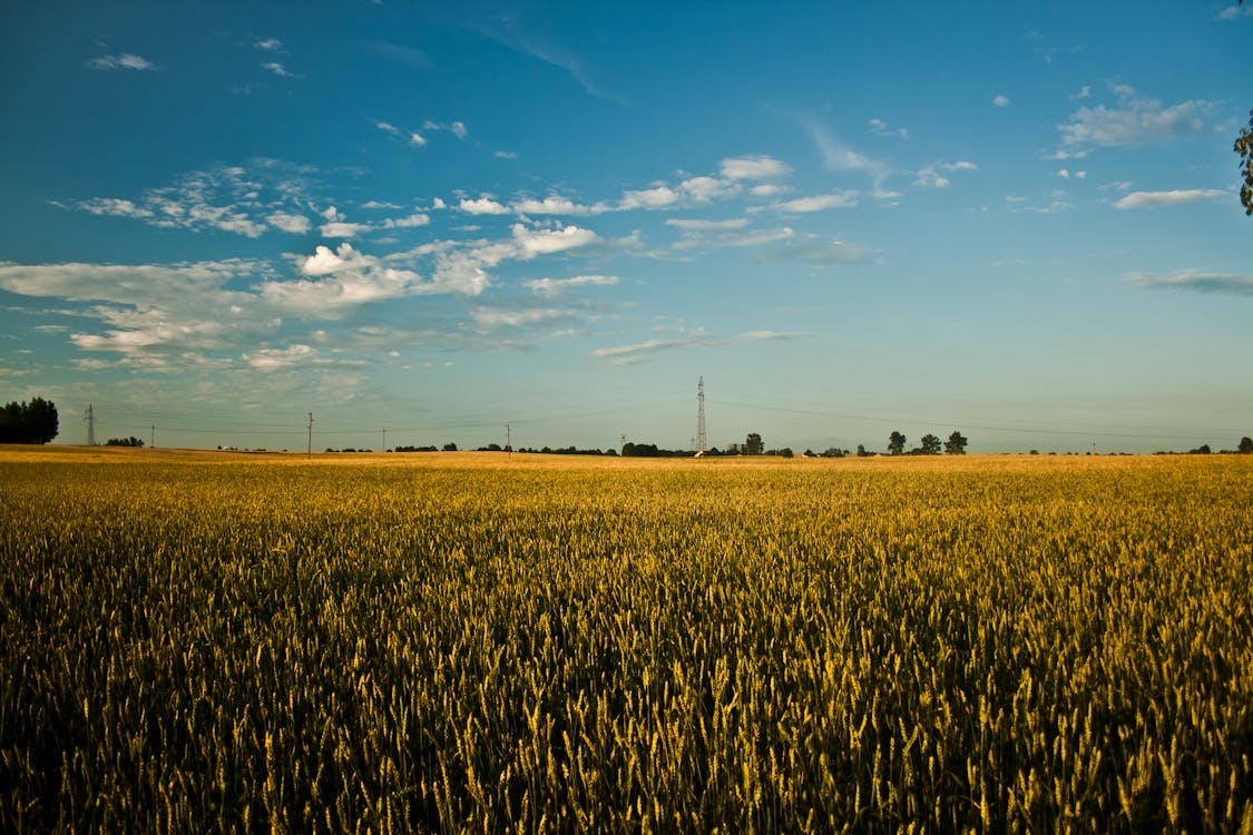 무료 경치, 곡물, 구름의 무료 스톡 사진