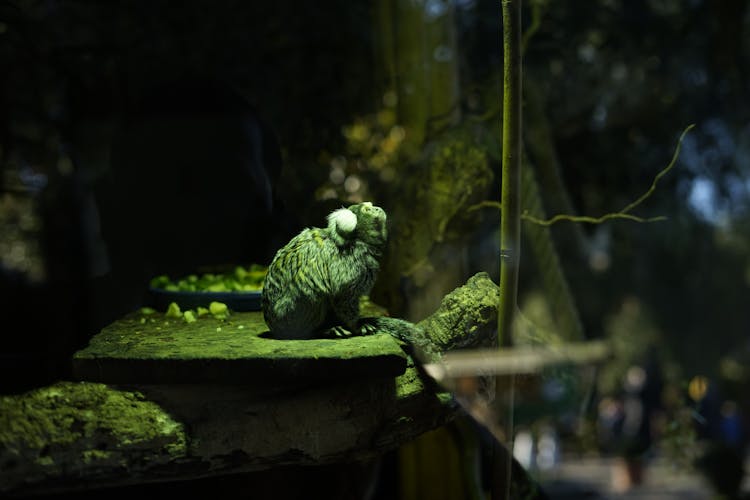 Night Monkey Sitting In Vivarium In Zoo