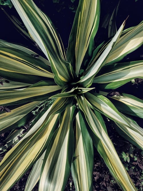 Foto profissional grátis de agave, ecológico, fechar-se