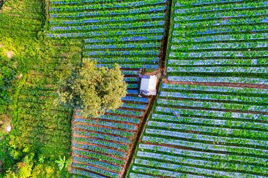 Aerial view of rows of green plantations growing in agricultural field in countryside in sunny day