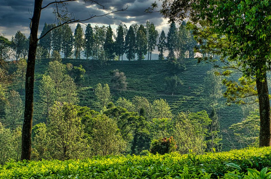 Picturesque scenery of green hills with trees placed in countryside under cloudy sky in sunny day