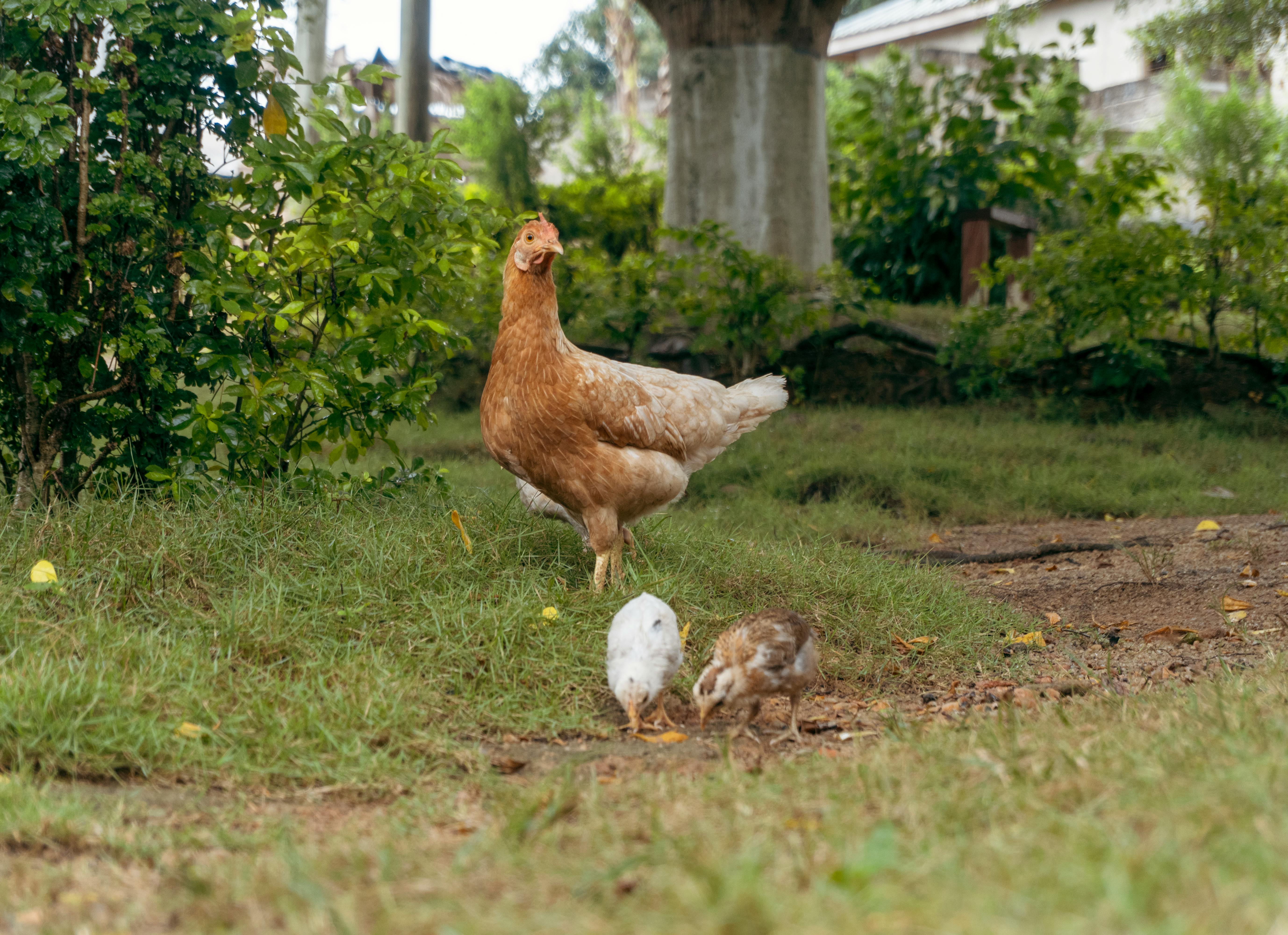 Chicken Mom And Chick In Green Grass Stock Photo, Picture and