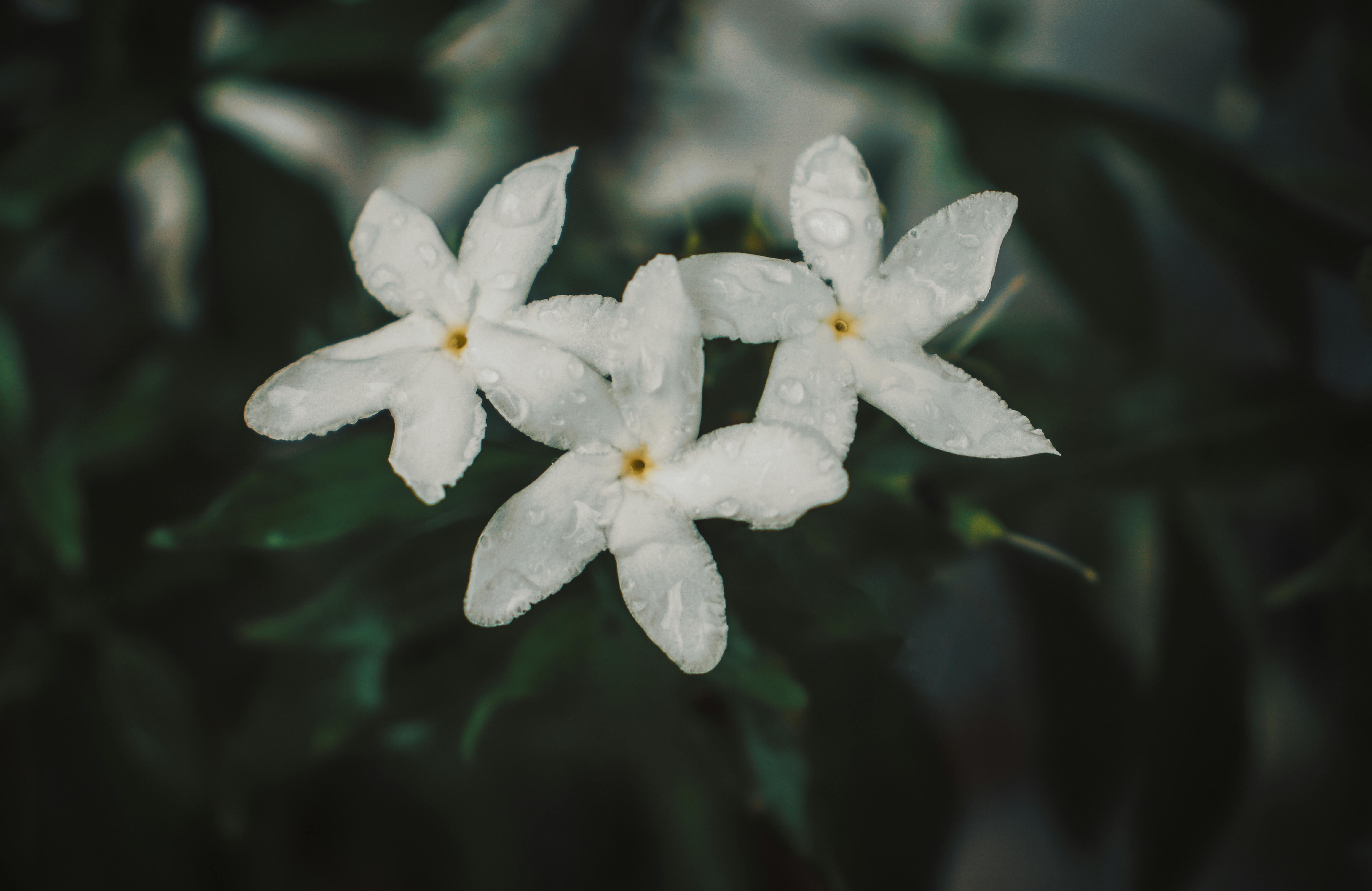 a close up shot of white jasmine flowers