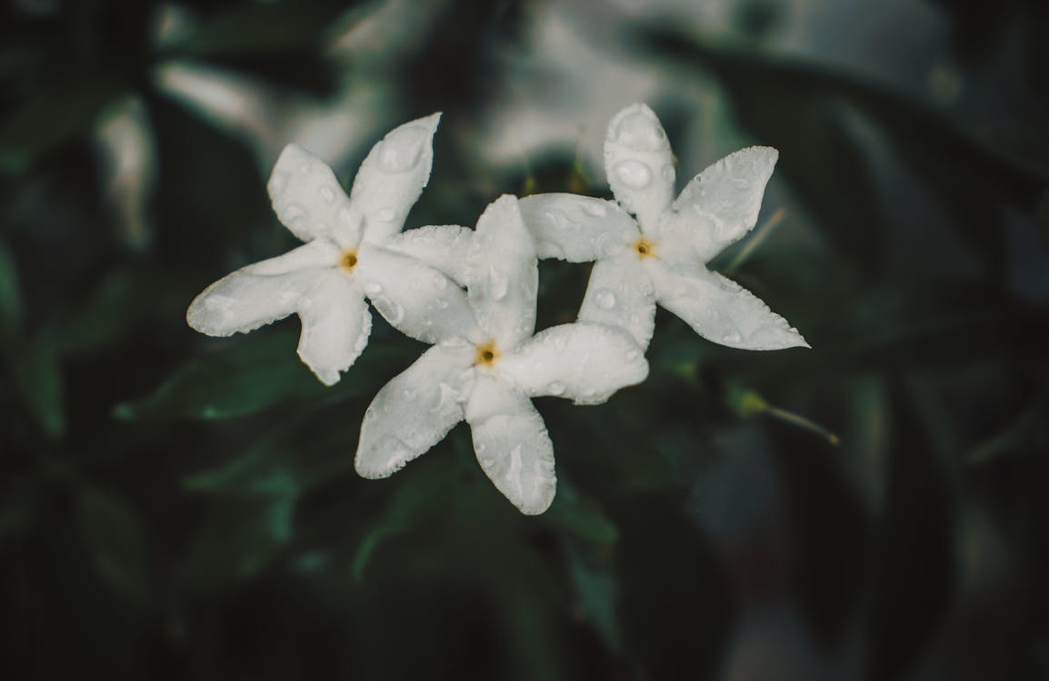Free A Close-up Shot of White Jasmine Flowers Stock Photo