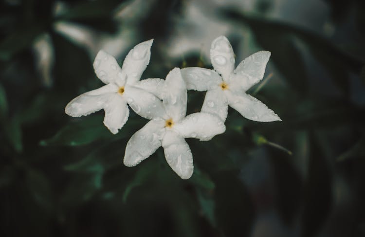 A Close-up Shot Of White Jasmine Flowers