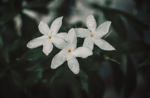 Free Beautiful dewy jasmine flowers captured against a blurred background in Muntinlupa, Philippines. Stock Photo