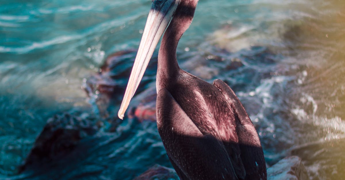 Free stock photo of animal, chile, pelican