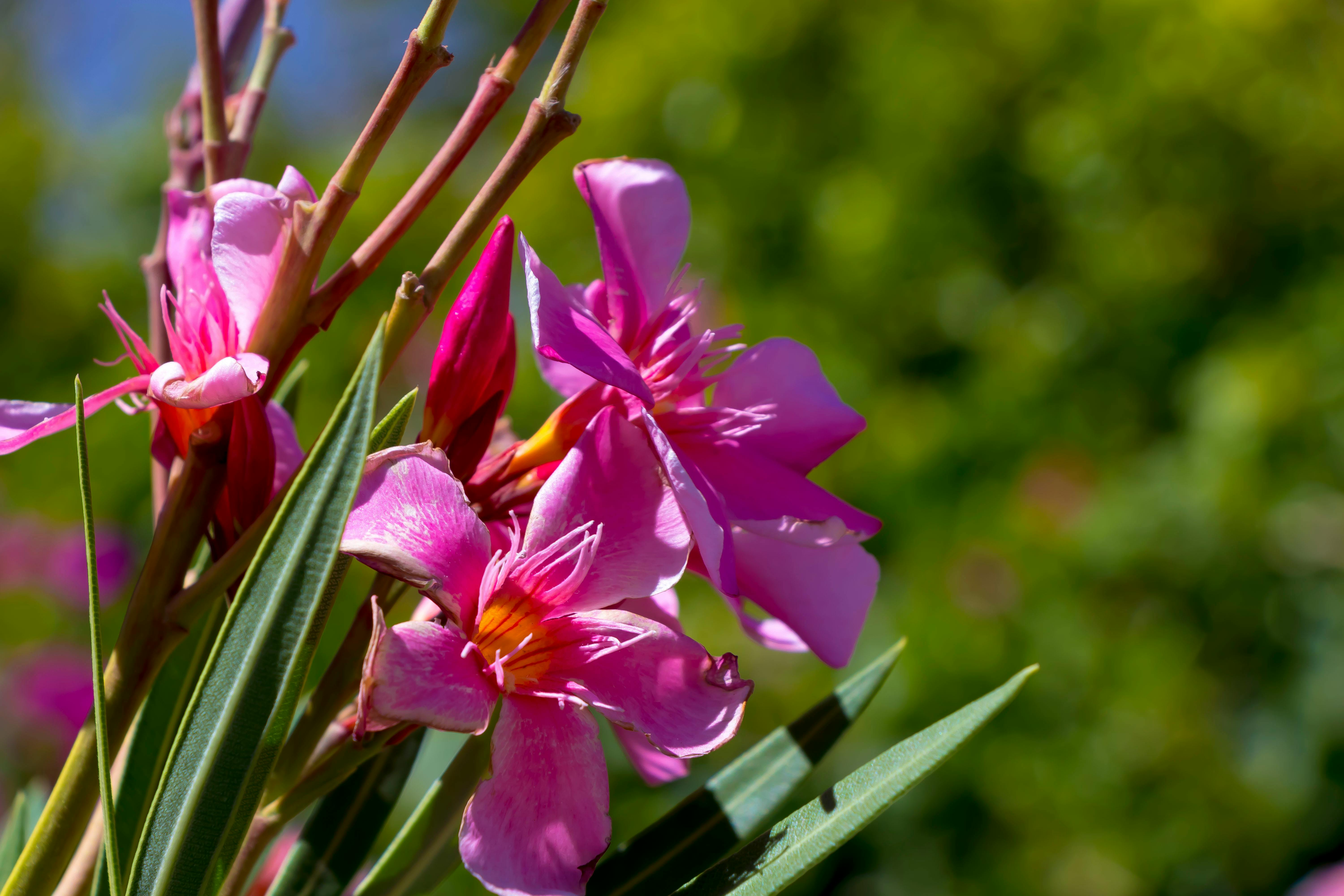 Free stock photo of beautiful flowers, canon, flower