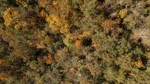 Aerial top view of deciduous trees growing in thick woodland on early autumn weather