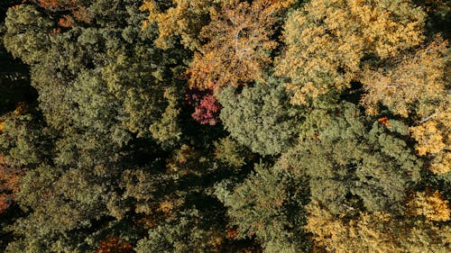 Photos gratuites de à distance, à feuilles caduques, aérien