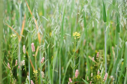 Free A lush meadow captured with diverse wildflowers and tall grasses swaying gently, epitomizing natural growth. Stock Photo