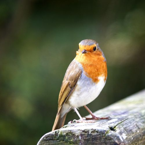Free A European Robin perched outdoors with a blurred background in Bodymoor Heath, England. Stock Photo