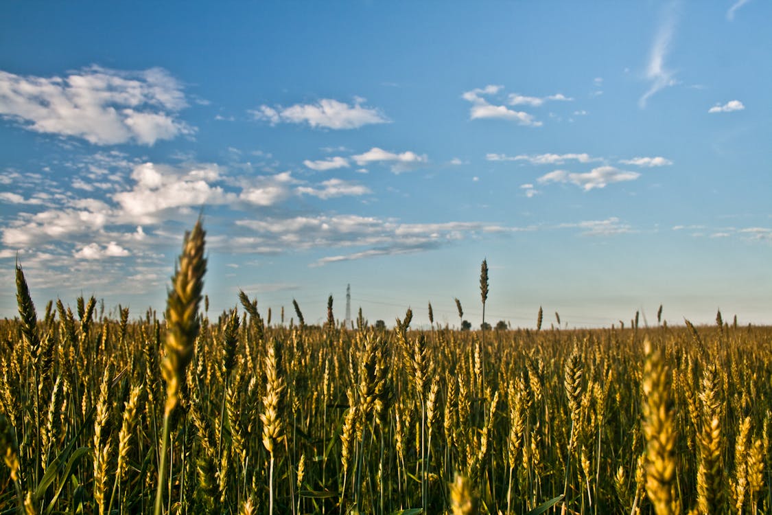 Grain field