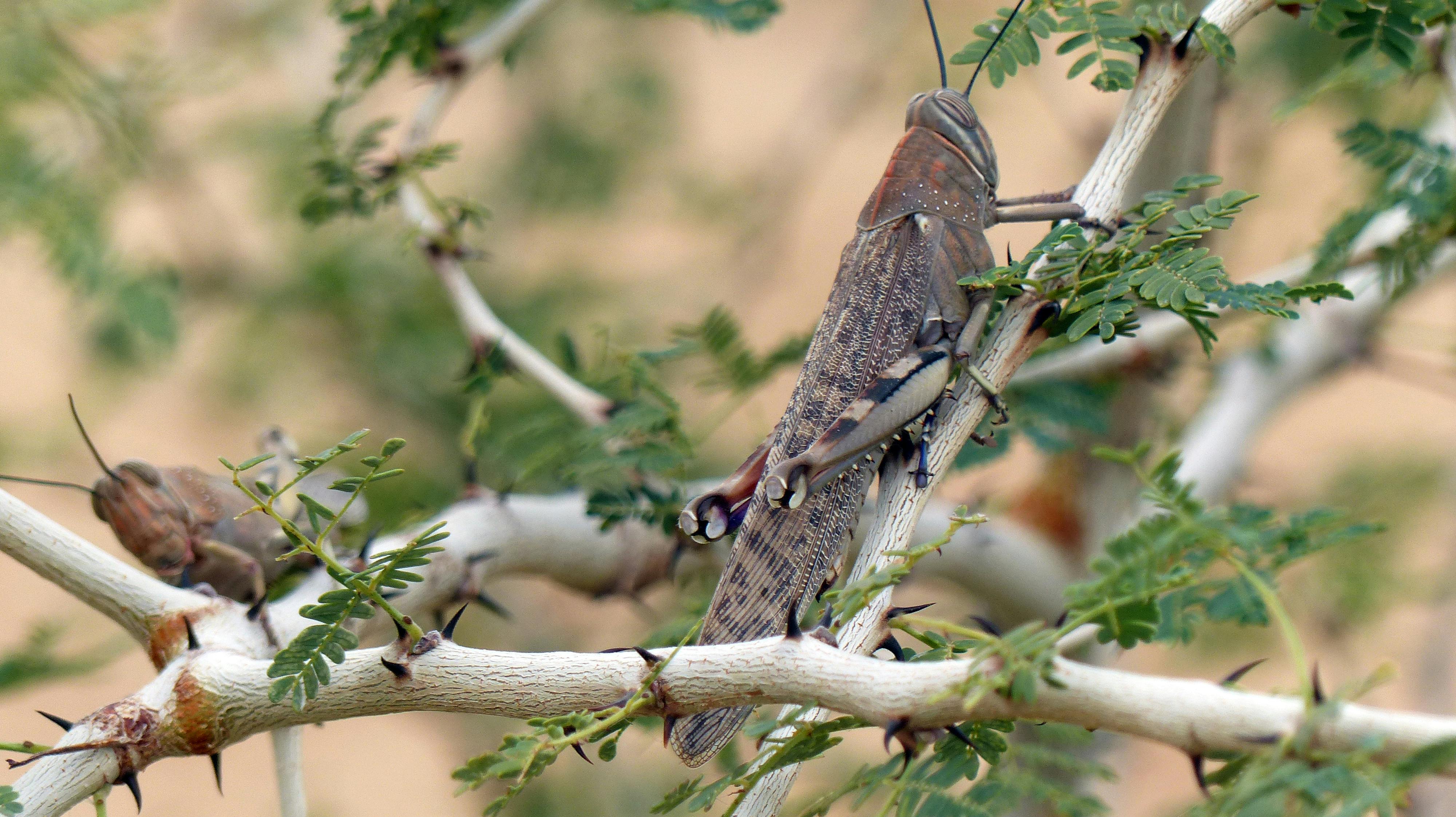 Future trends biometric privacy laws 2025–2035