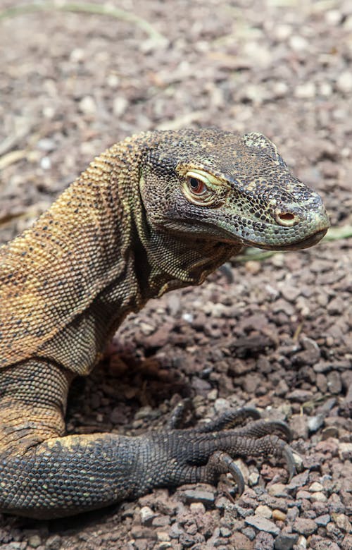 Gratis stockfoto met beest, buiten, dieren in het wild