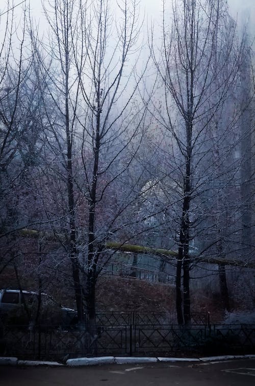 Foto profissional grátis de árvores, enevoado, escuro