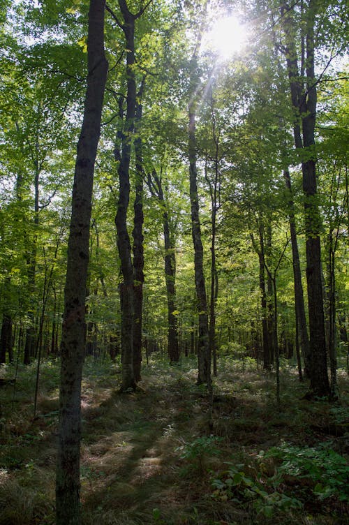 Immagine gratuita di alberi, foglie, foresta