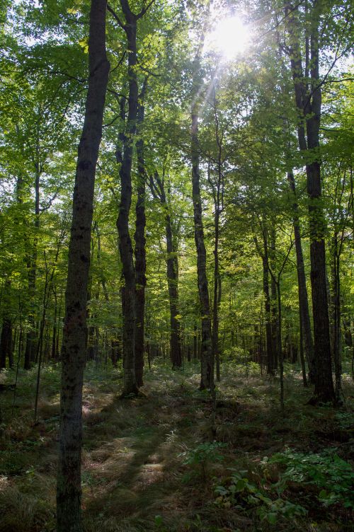 Free Vibrant forest scene with sunlight filtering through tall trees and lush greenery. Stock Photo
