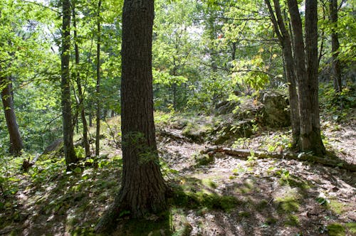Photo of Trees in a Forest