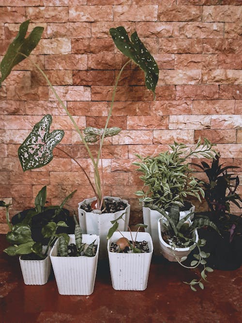Potted Plants and Brick Wall