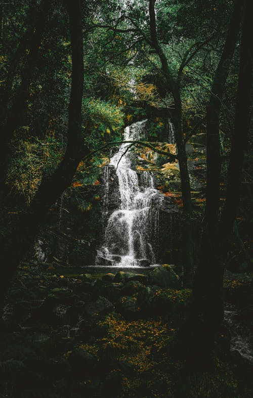 Scenic Waterfall in Forest