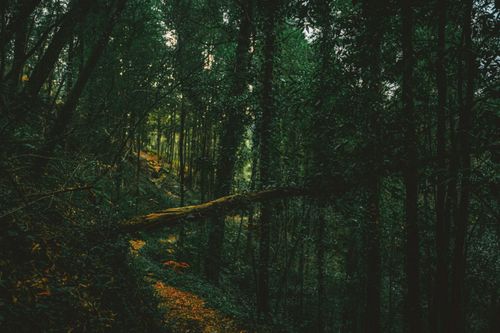 Free Discover the serene beauty of a forest path engulfed by lush trees and gentle light. Stock Photo