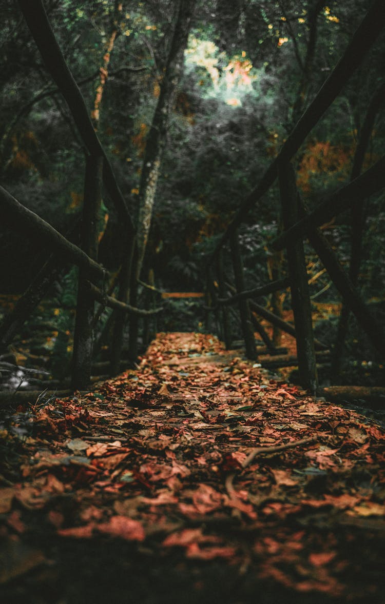 Old Bridge Covered In Leaves In Forest