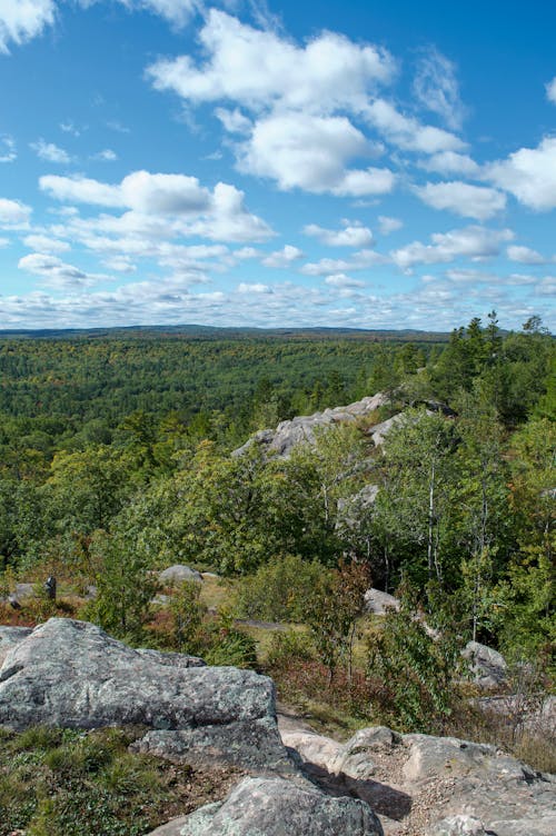 Landscape Scenery of Green Trees Under Blue Sky