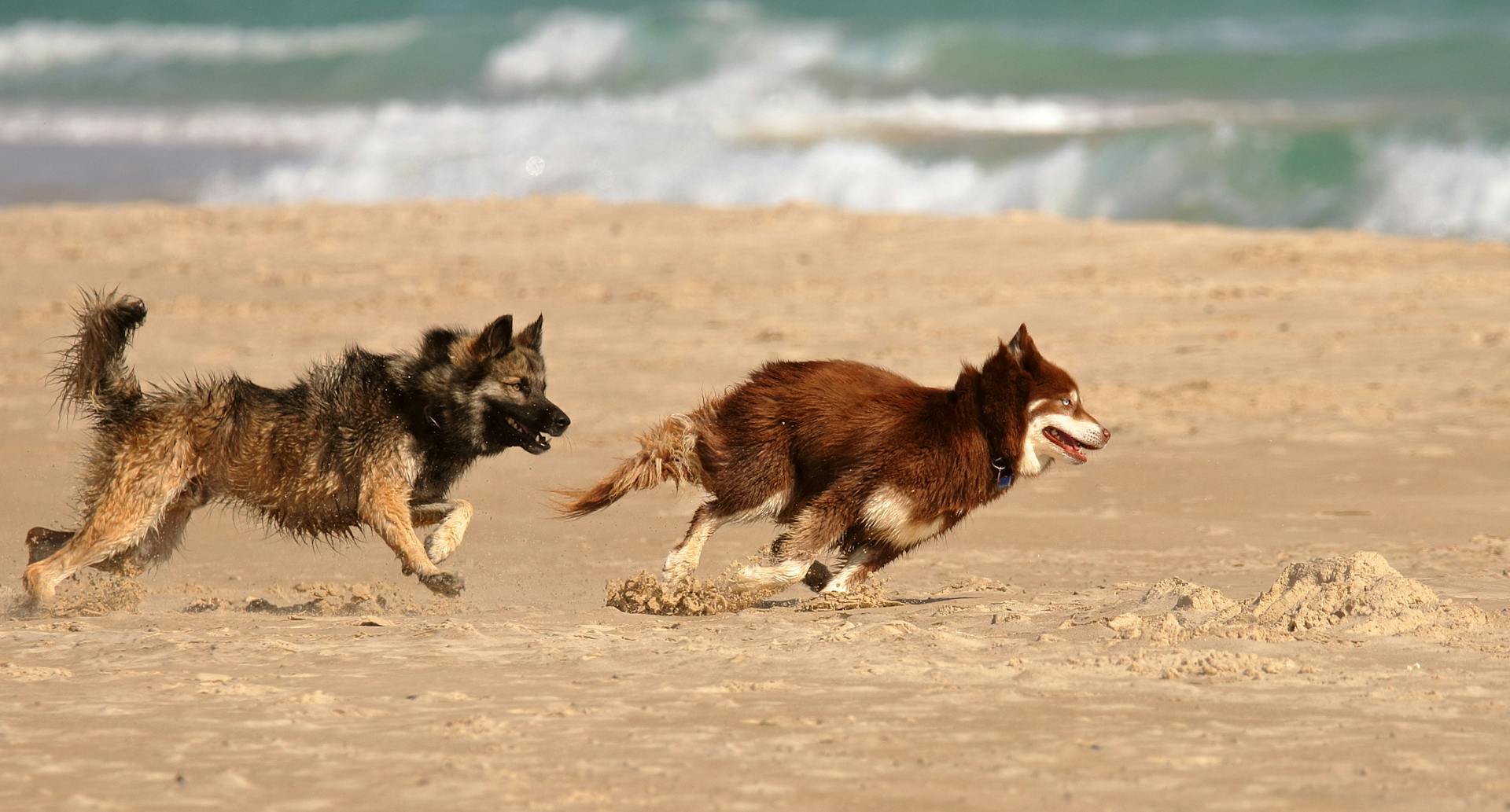 Dogs Running on Sand Beach