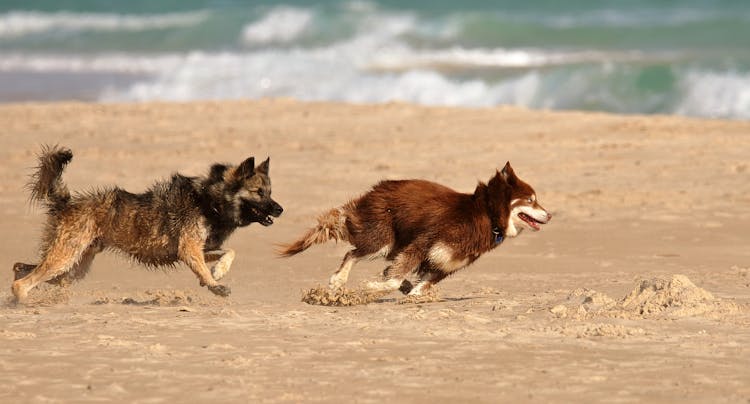 Dogs Running On Sand Beach