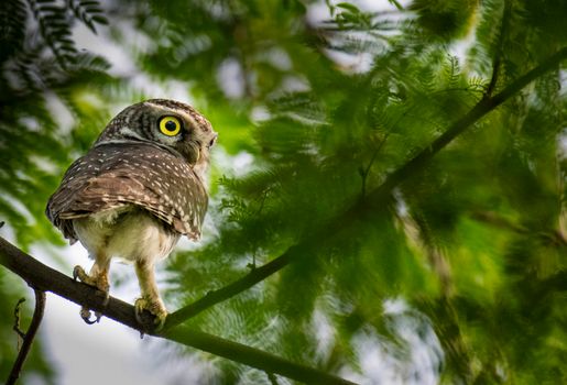 Attentive spotted owlet with bright yellow eyes sitting on branch of green tree in nature in daylight