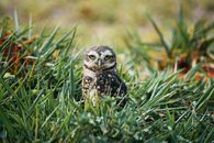 Graceful Athene cunicularia owl in green meadow