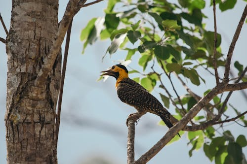 Low angle of adorable campo flicker bird with yellow neck sitting on tree branch and observing territory on sunny day