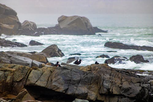 Seagulls on Rocks near Ocean