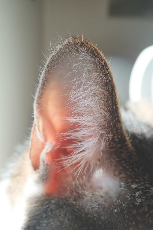 Ear of cat resting at home in sunlight