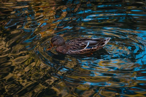 Duck with ornamental plumage swimming in rippled lake