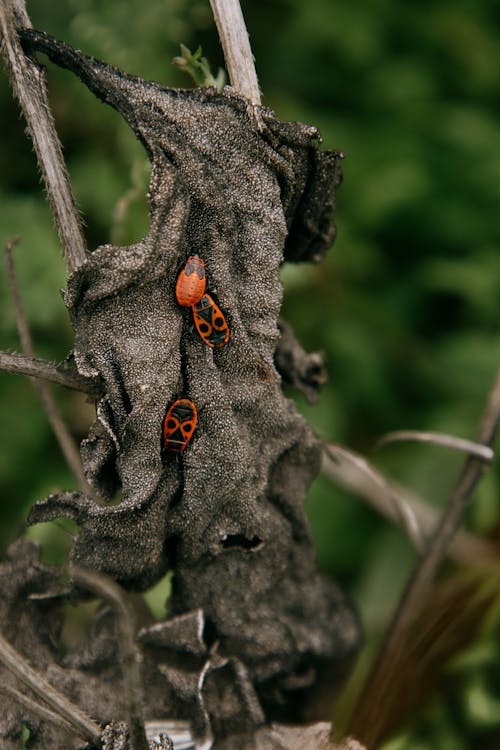 Foto profissional grátis de animais selvagens, animal, árvore