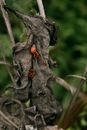 Small red firebugs on old brow dry leaf in woodland in daytime on blurred background