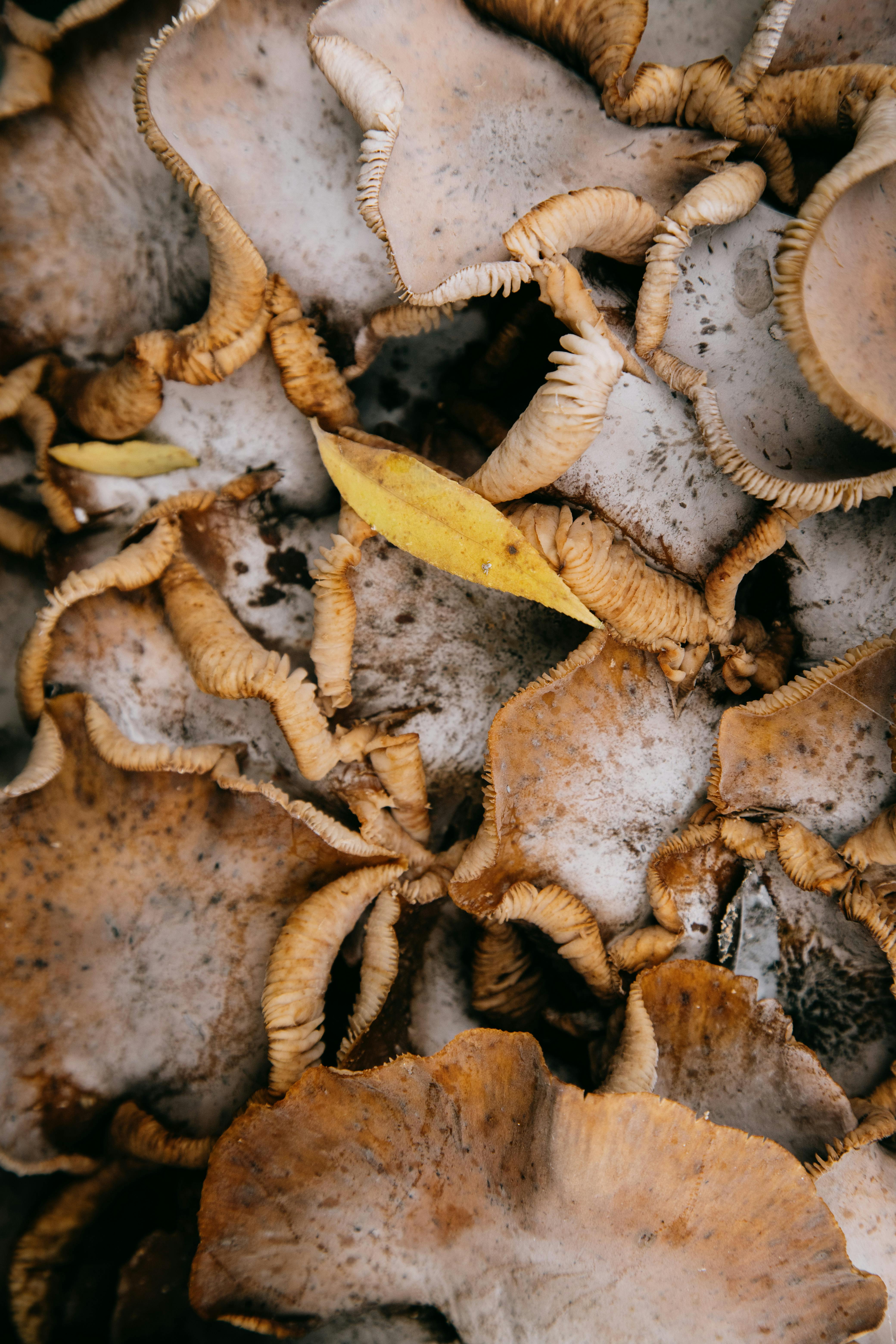 Top view of tiny yellow leaf on bunch of beige mushrooms in woodland in daytime