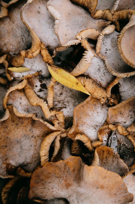 Top view of tiny yellow leaf on bunch of beige mushrooms in woodland in daytime