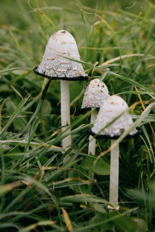 Small mushrooms in grass in forest