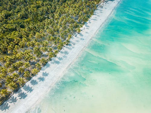 Drone Shot of Palm Trees Near the Sea