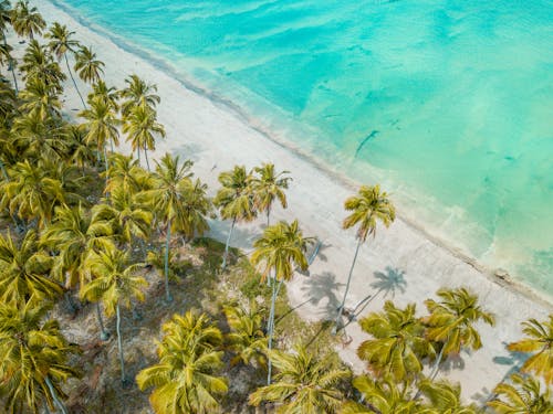 Aerial Shot of Palm Trees Near the Sea