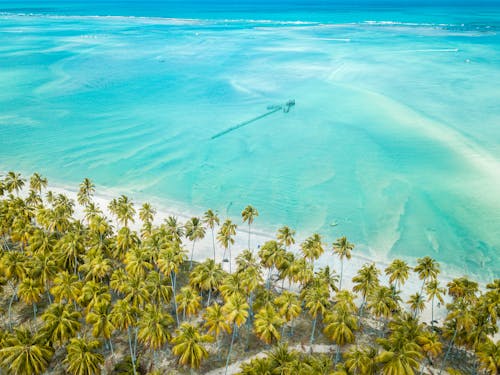 Beach with Coconut Trees and Turquoise Water