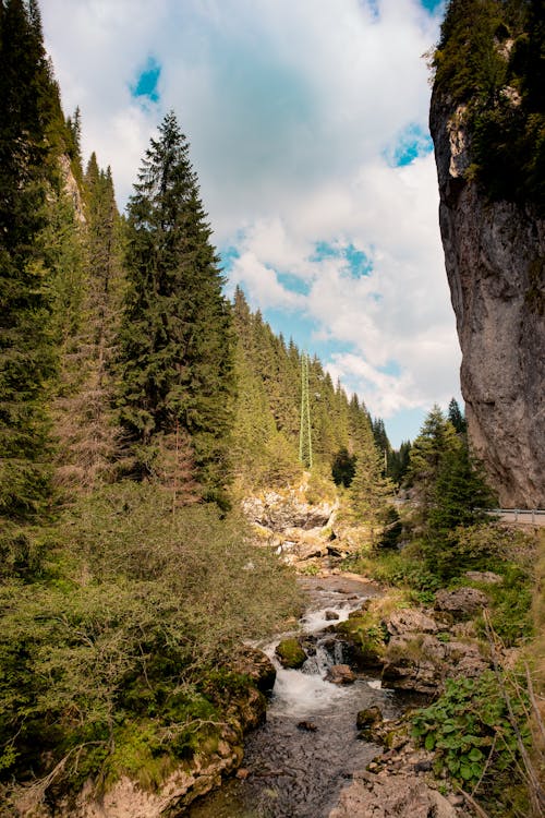 Stream in Summer Scenery