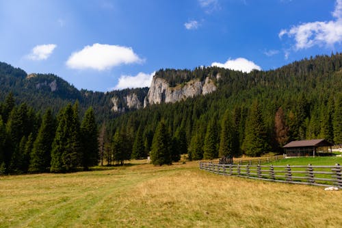 Meadow and Trees