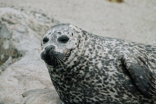 Spotted seal lying on stony ground