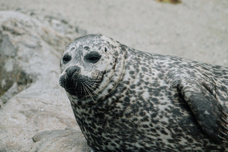 Spotted Seal Lying On Stony Ground